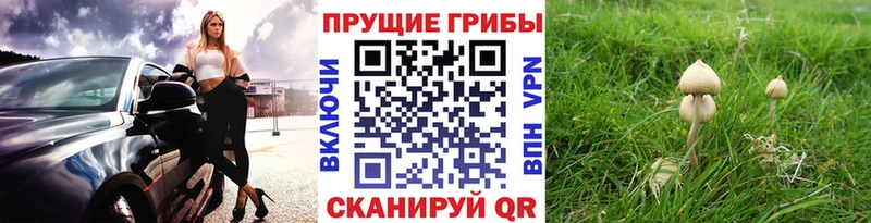 Галлюциногенные грибы мицелий  Петров Вал 